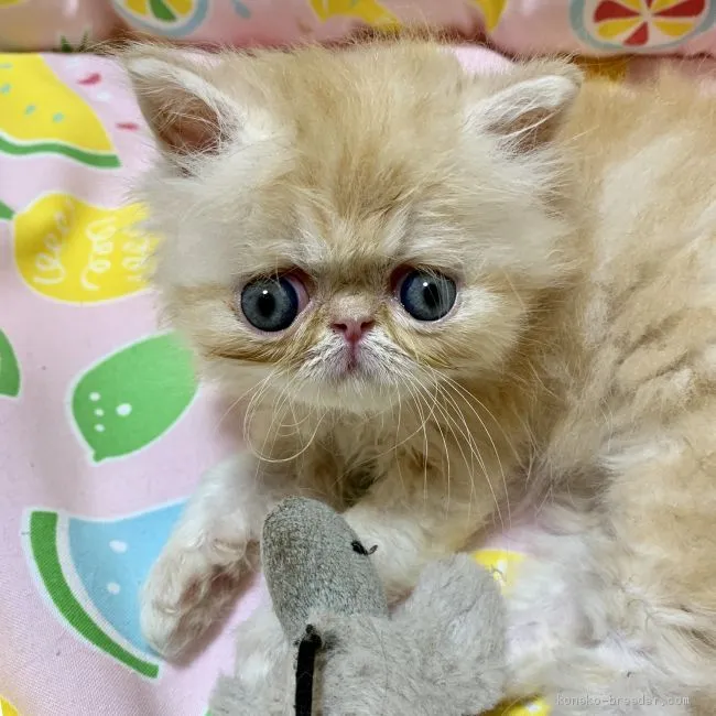ID:1907-01579の子猫