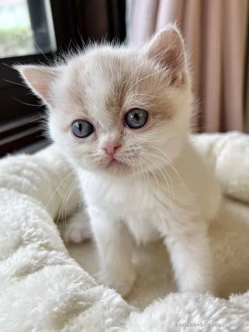 ID:2203-02061の子猫