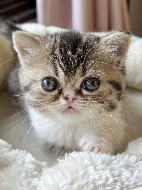 ID：2204-02125の子猫