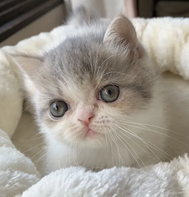 ID:2012-01559の子猫