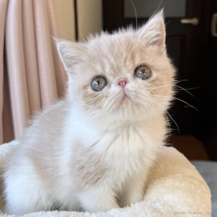 ID:2311-01897の子猫