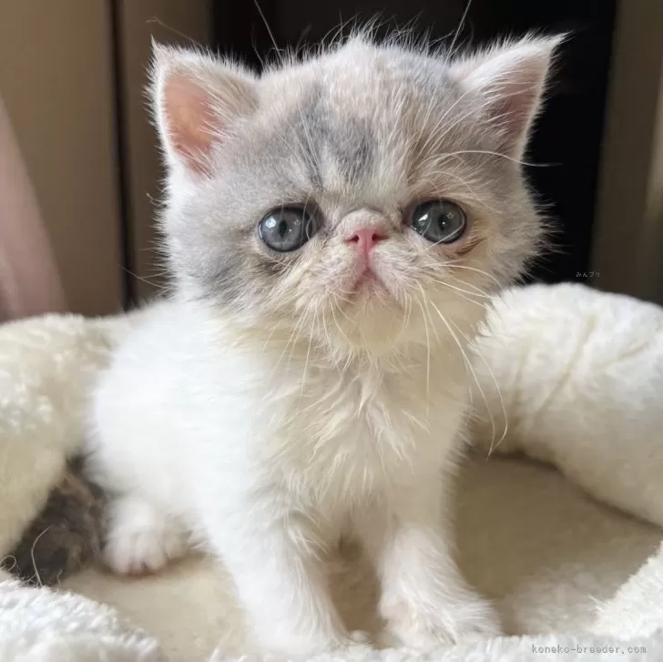 ID:2408-01487の子猫