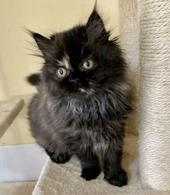 M.Y 様のお迎えした子猫