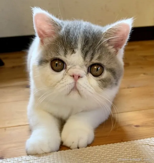 ID:2107-00172の子猫