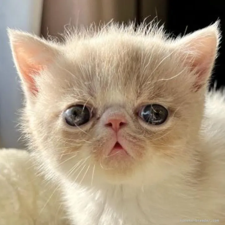 ID：2206-00857の子猫
