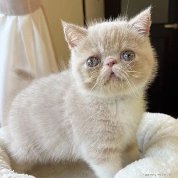 ID：2207-01802の子猫