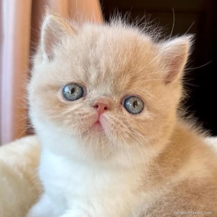 ID:2210-01631の子猫