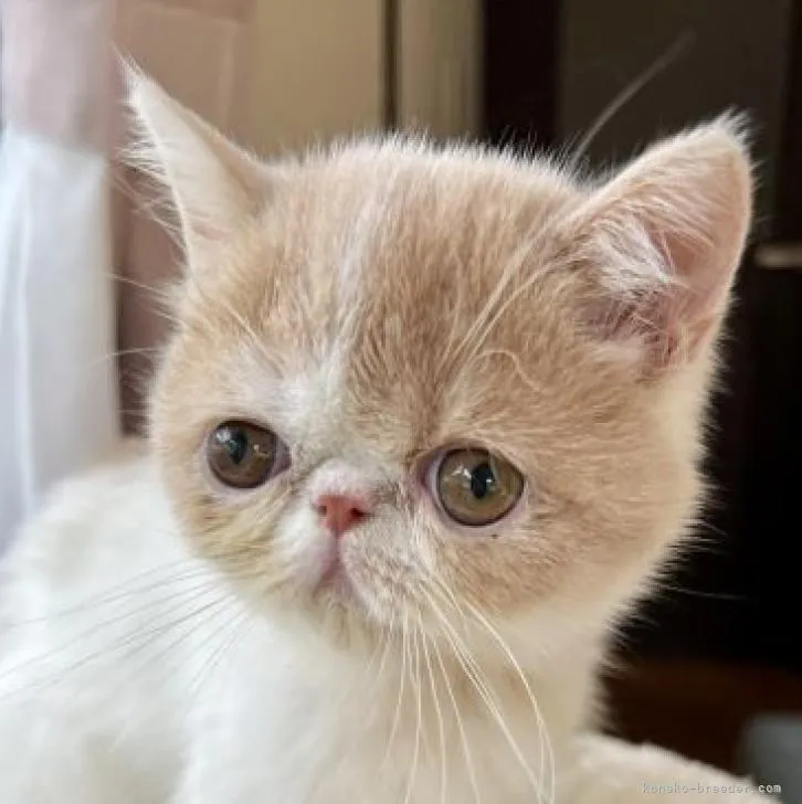 ID：2209-00964の子猫