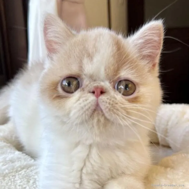 ID：2209-00963の子猫