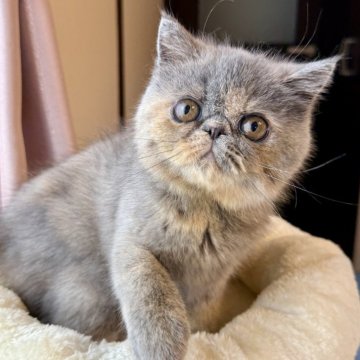 エキゾチックショートヘア【兵庫県・女の子・2024年6月30日・ブルークリーム】の写真「可愛い甘えん坊ちゃん😍💕」