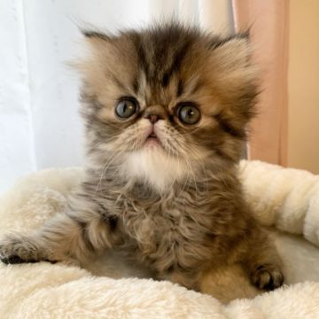 エキゾチックショートヘア【兵庫県・男の子・2020年4月16日・ブラウンタビー（ロング）】の写真「お目目クリクリ鼻ぺち可愛い男の子💕甘えん坊君😍」