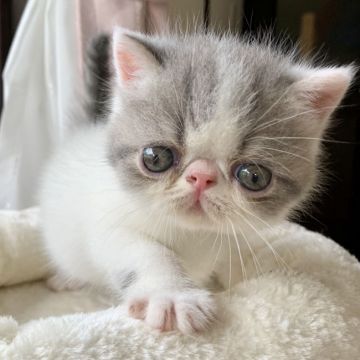 エキゾチックショートヘア【兵庫県・男の子・2020年6月24日・ブルータビー&ホワイト】の写真「鼻ぺちゃお目目ク可愛い男の子❤️甘えん坊くん😍」