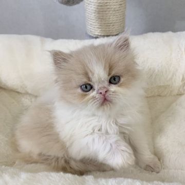 エキゾチックショートヘア【兵庫県・男の子・2020年2月2日・クリーム&ホワイト（ロングヘアー）】の写真「綺麗な毛色の可愛い男の子💕甘えん坊くん😍」