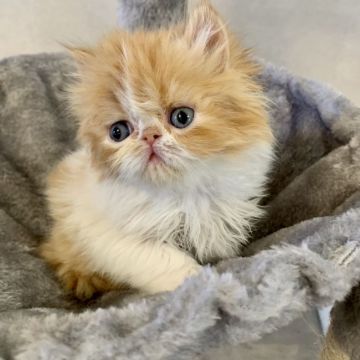 エキゾチックショートヘア【兵庫県・女の子・2020年2月2日・レッドタビー&ホワイト（ロングヘアー）】の写真「可愛いお顔の女の子💕甘えん坊ちゃん😍」