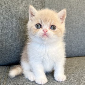 エキゾチックショートヘア【兵庫県・男の子・2023年10月15日・クリームタビー&ホワイト】の写真「甘えん坊で元気な可愛いヤンチャくん😍💕」