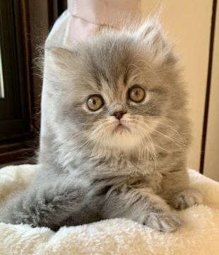 エキゾチックショートヘア【兵庫県・男の子・2020年9月18日・ブルータビー（ロング）】の写真「物怖じしないマイペースくん😍」