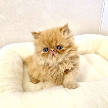 エキゾチックショートヘア【兵庫県・男の子・2020年2月2日・レッドタビー（ロングヘアー）】の写真「タレ目の鼻ぺちゃくん💕甘えん坊くん😍」