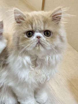 エキゾチックショートヘア【兵庫県・女の子・2019年3月14日・クリーム&ホワイト（ロングヘアー）】の写真「お鼻が小さく可愛い女の子💕両親PKD検査クリア」