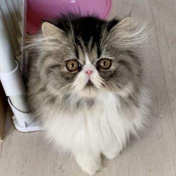 エキゾチックショートヘア【兵庫県・男の子・2019年10月4日・ブラウンタビー&ホワイト（ロングヘアー）】の写真「超甘えん坊❣️鼻ぺちゃお目目クリクリ可愛い男の子💕」