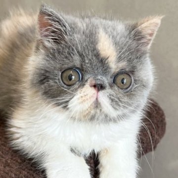 エキゾチックショートヘア【兵庫県・女の子・2023年4月8日・ダイリュートキャリコ】の写真「お目目クリクお転婆元気人懐っこい甘えん坊ちゃん😍💕」