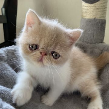 エキゾチックショートヘア【兵庫県・女の子・2019年9月16日・クリームタビー&ホワイト（ショート）】の写真「鼻ぺちゃタレ目の元気な女の子💕」