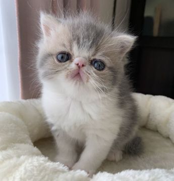 エキゾチックショートヘア【兵庫県・男の子・2020年3月10日・ブルータビー&ホワイト】の写真「タレ目で鼻ぺちゃ可愛い男の子💕超甘えん坊くん😍」