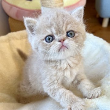 エキゾチックショートヘア【兵庫県・男の子・2023年11月30日・クリームタビー】の写真「甘えん坊元気ヤンチャくん😍💕」