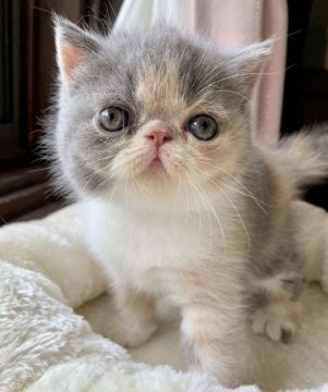 エキゾチックショートヘア【兵庫県・女の子・2020年6月24日・ダイリュートキャリコ】の写真「鼻ぺちゃ可愛い毛色❤️超甘えん坊😍」