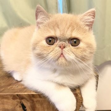 エキゾチックショートヘア【兵庫県・女の子・2018年9月27日・クリーム&ホワイト（ショート）】の写真「鼻ぺちゃで可愛らしい女の子💕」