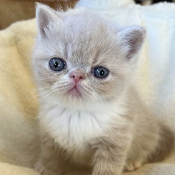 エキゾチックショートヘア【兵庫県・男の子・2024年1月21日・クリームタビー&ホワイト】の写真「とっても可愛い甘えん坊元気鼻ぺちゃくん😍💕」