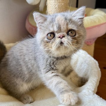エキゾチックショートヘア【兵庫県・女の子・2024年7月17日・ブルーパッチドタビー】の写真「可愛い甘えん坊ちゃん😍💕」