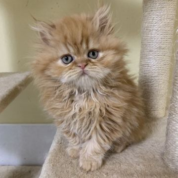 エキゾチックショートヘア【兵庫県・男の子・2019年10月27日・レッドタビー（ロングヘアー）】の写真「可愛いお顔の男の子💕」