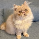 エキゾチックロングヘア