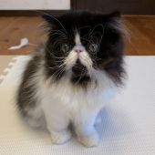 エキゾチックロングヘア