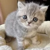 フォールデックス【兵庫県・女の子・2024年9月24日・ブルータビー】の写真1