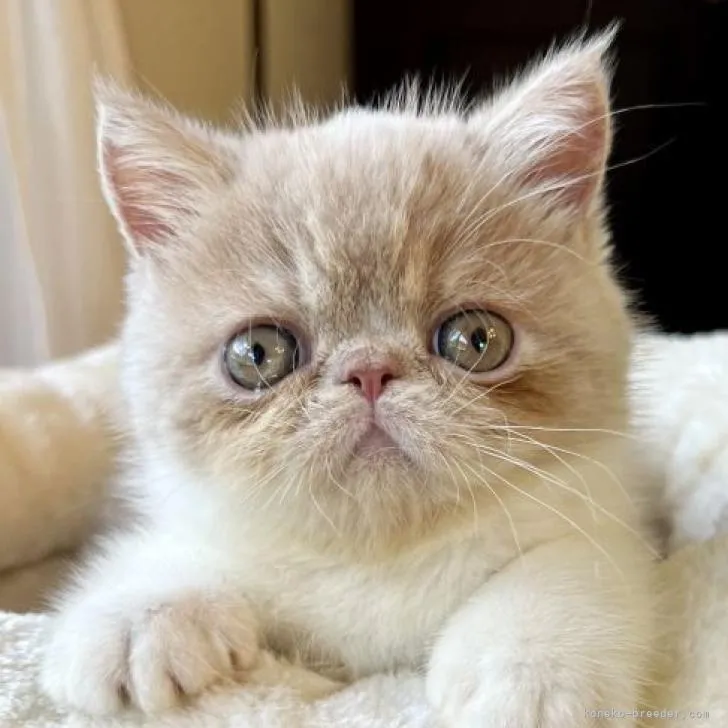 ID：2207-01805の子猫