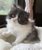 エキゾチックショートヘア【兵庫県・男の子・2021年3月25日・ブラックスモーク&ホワイト】の写真2「ヤンチャくん😍💕」