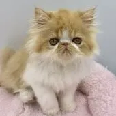 エキゾチックショートヘア【兵庫県・男の子・2019年2月28日・レッド&ホワイト】の写真2「モリモリ食べて元気いっぱい😆」