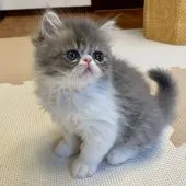 エキゾチックショートヘア【兵庫県・男の子・2019年10月4日・ブルータビー&ホワイト】の写真3「大人になるのが楽しみ💕」