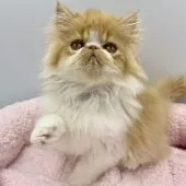 エキゾチックショートヘア【兵庫県・男の子・2019年2月28日・レッド&ホワイト】の写真4「毛ぶきが良い子❤️」