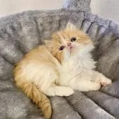 エキゾチックショートヘア【兵庫県・女の子・2020年2月2日・レッドタビー&ホワイト】の写真4「トイレも上手に出来るようになりました😌✨」