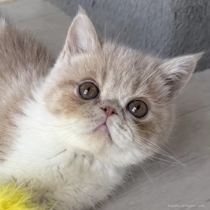 ID：2501-01930の子猫