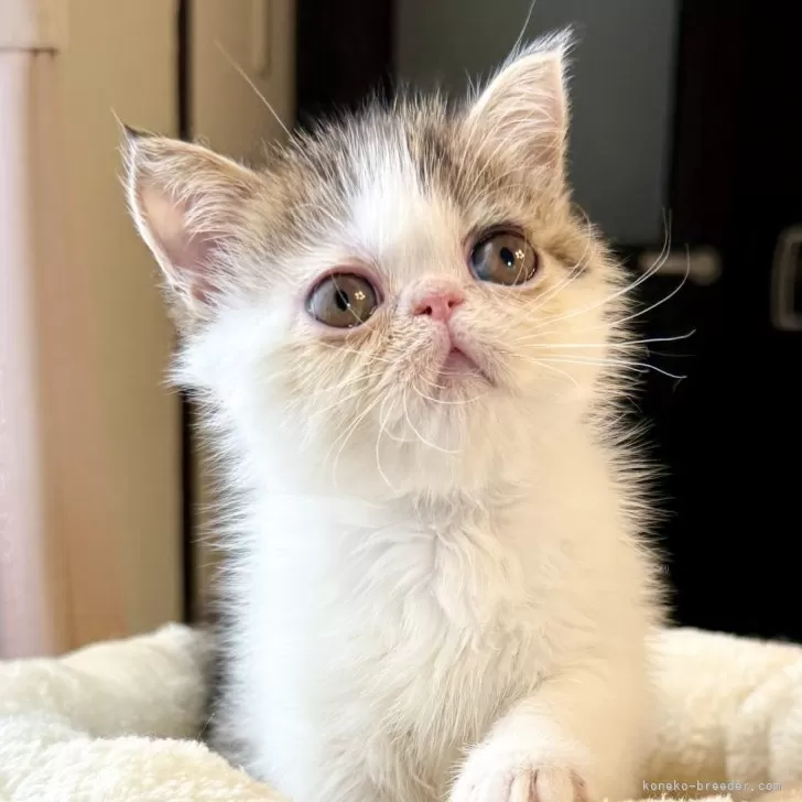 ID:2505-01348の子猫