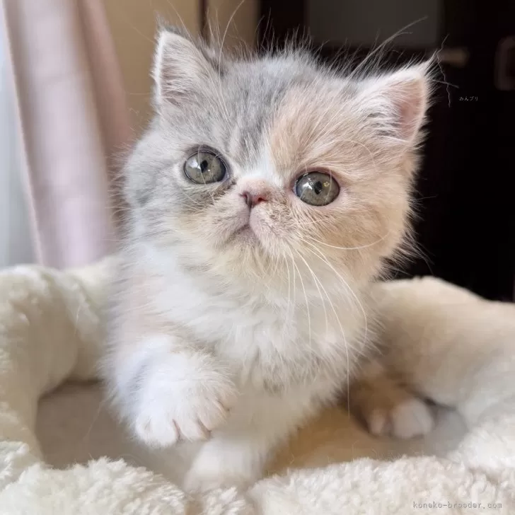 ID：2501-01934の子猫