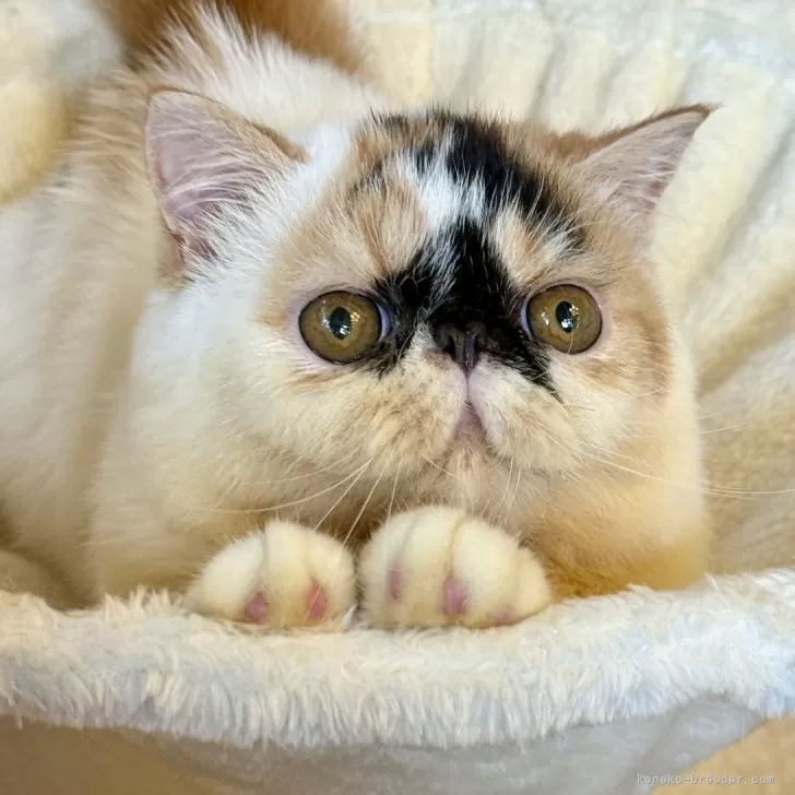 ID：2507-00082の子猫