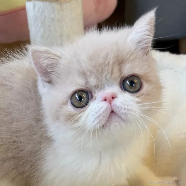 ID：2501-01938の子猫