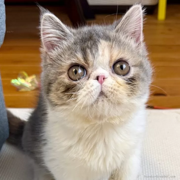 ID：2504-01761の子猫