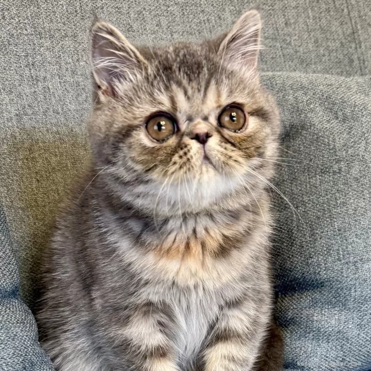 ID:2504-01762の子猫