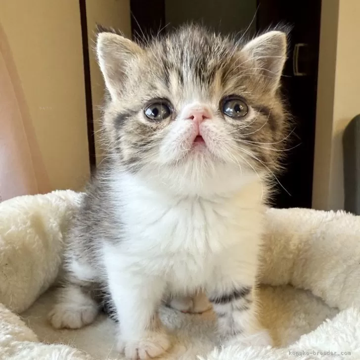 ID:2505-01341の子猫