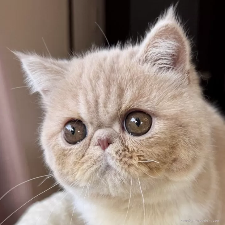 ID:2501-01932の子猫